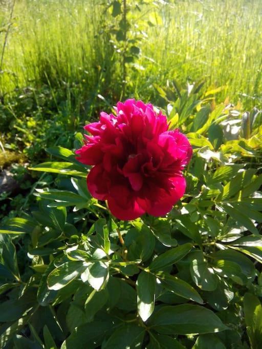 Erholung Auf Dem Land Zwischen Ostsee Und Schlei Stoltebull Bagian luar foto